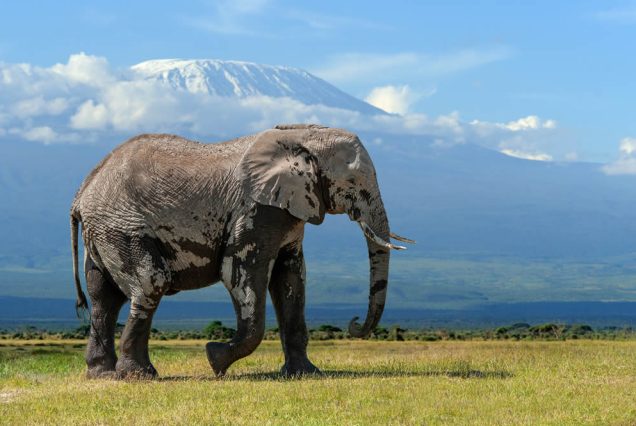 10-Day Kenya Bush & Beach Luxury Escape