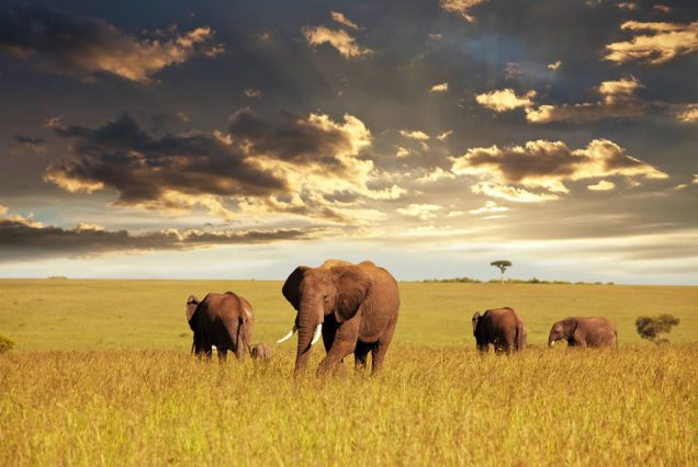 4-Day Maasai Mara & Lake Nakuru Safari
