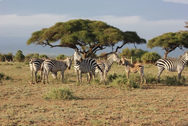 3-Day Maasai Mara Safari