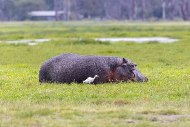 7 Days - Kenya Safari Adventure Nairobi to Isebania: Amboseli, Lake Nakuru & Masai Mara