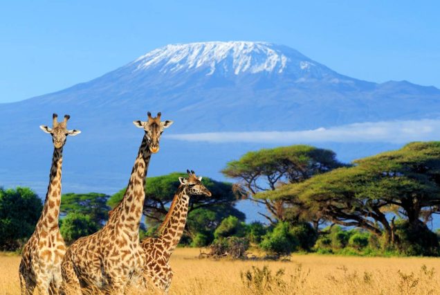 Day Tour to Amboseli National Park