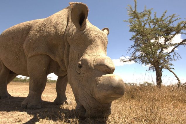 A Day with Wildlife at Ol Pejeta Conservancy