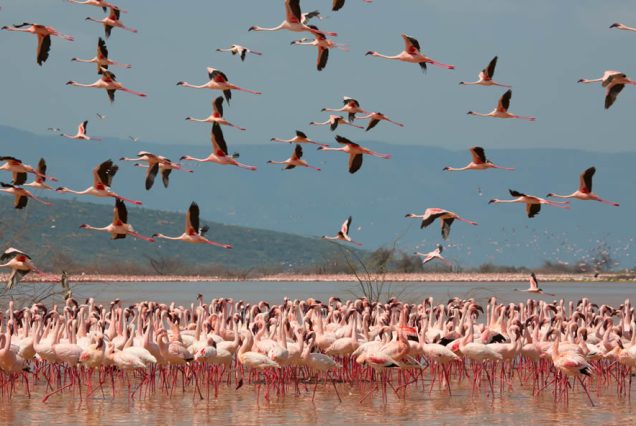 Lake Nakuru National Park Day Tour