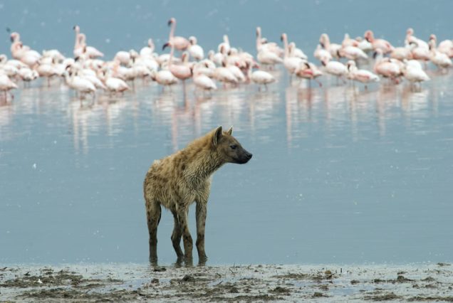 6 Days - Kenya Big Five Safari Ol Pejeta, Lake Nakuru & Masai Mara Adventure