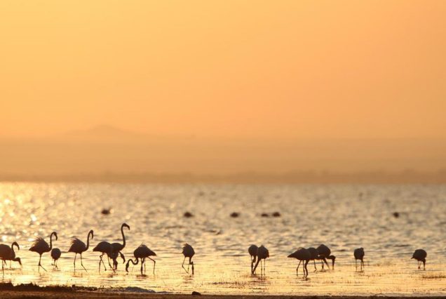 14 Days (North Serengeti Migration) - Arusha, Tarangire, Lake Manyara, Lake Natron, Serengeti, Ngorongoro Crater, and Lake Eyasi
