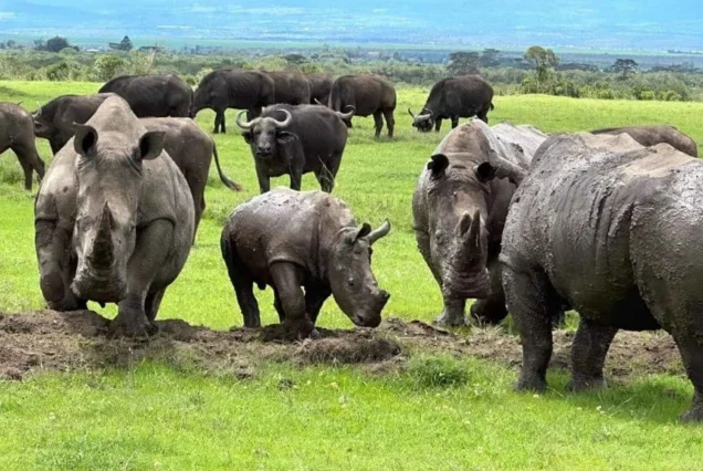 3 Days - Ol Pejeta and Lake Nakuru