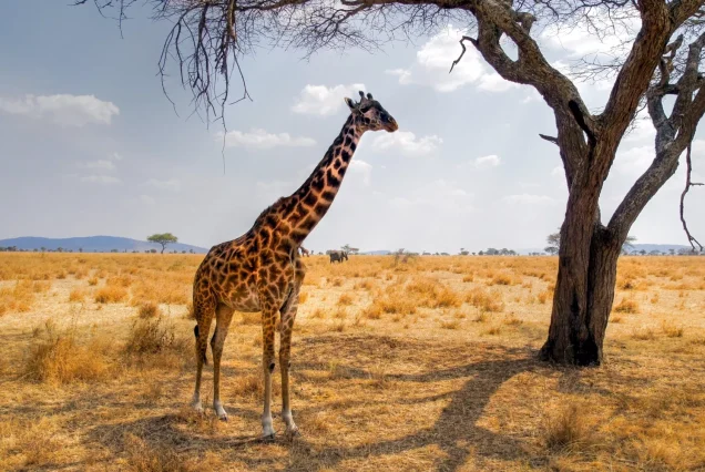 12 Days - Arusha, Tarangire, Lake Manyara, Lake Natron, Serengeti, Ngorongoro Crater, and Lake Eyasi