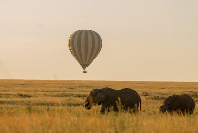 Ballon safari