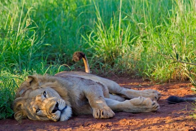 2 Days Akagera National Park Rwanda Big Five Wildlife Safari