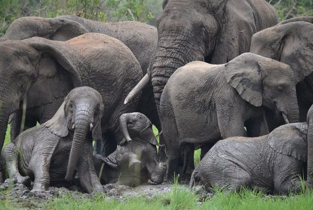 4 Days Akagera National Park Rwanda – Premium Luxury Safari