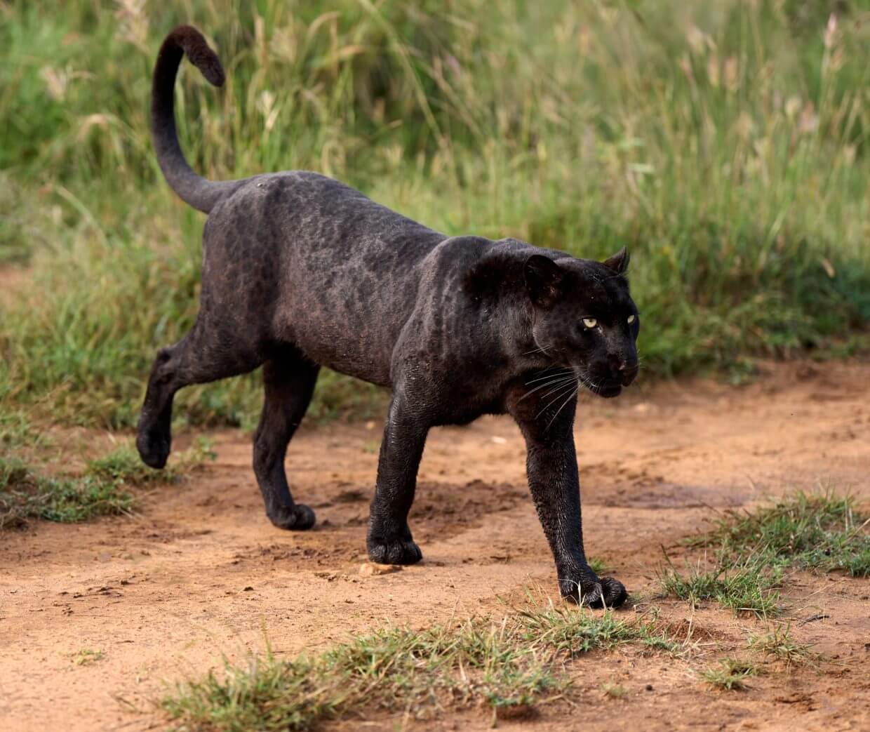Black leopard #2026 safari