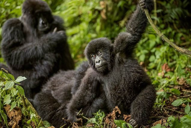 3 Days Volcanoes National Park Rwanda Gorilla Trekking Tour